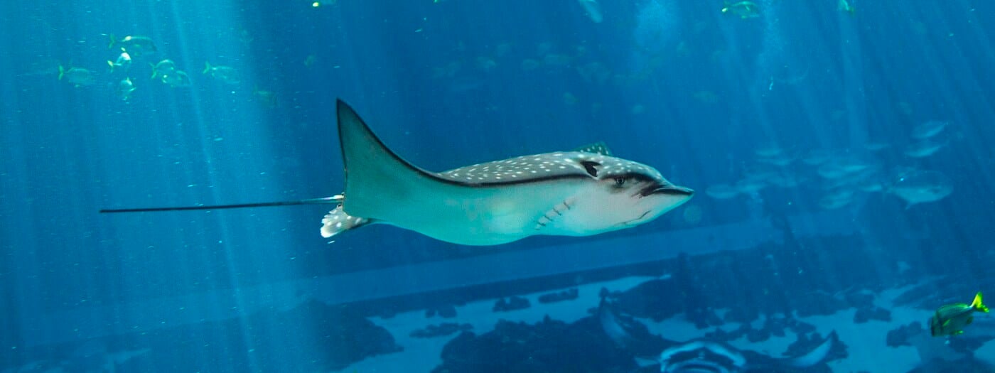 Spotted Eagle Ray Research