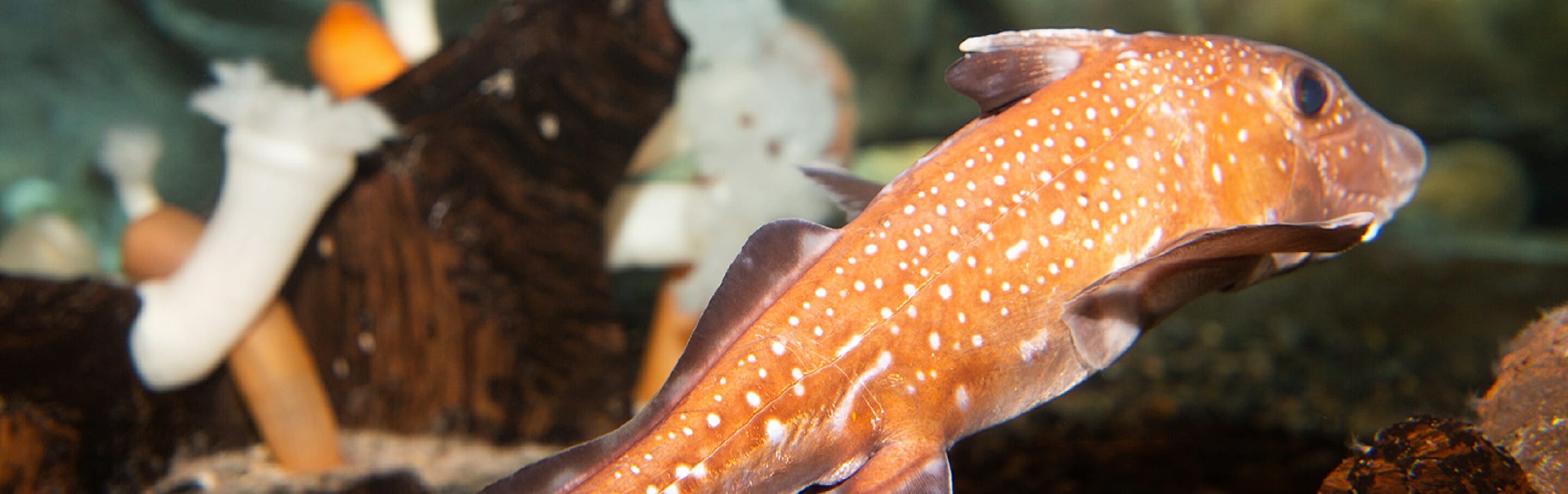 spotted-ratfish