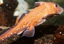 spotted-ratfish