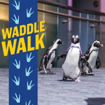 Waddle Walk