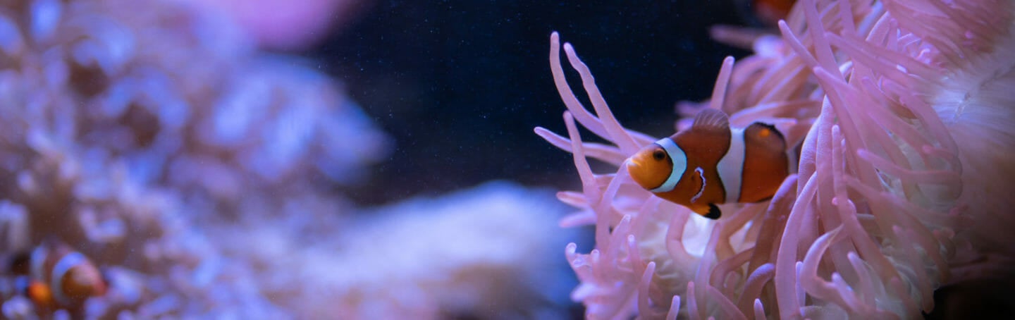 Tropical Diver