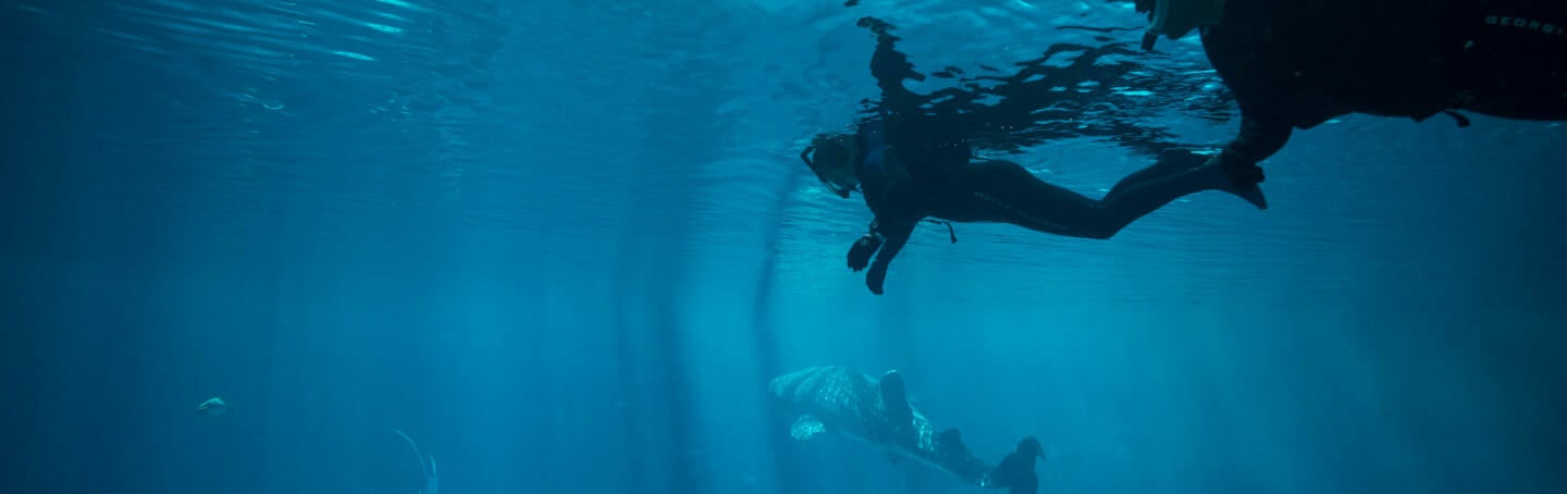 Journey with Gentle Giants — Swim