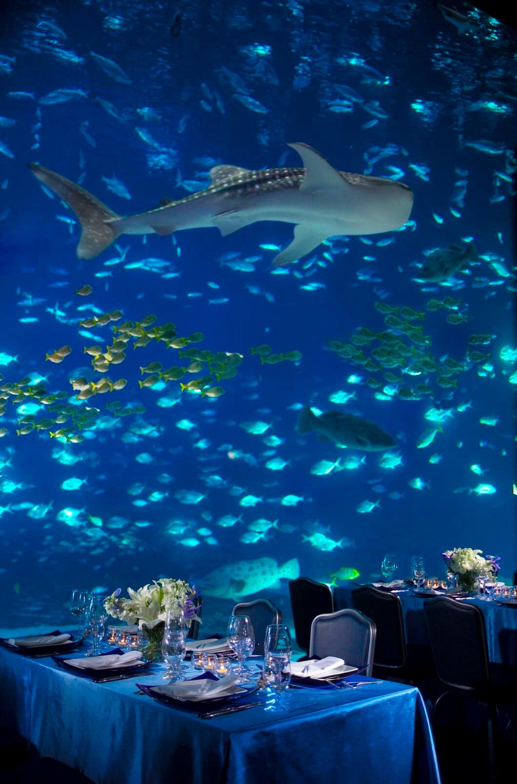 Event Venues In Atlanta Georgia Georgia Aquarium event-venues-in-atlanta-georgia-georgia-aquarium