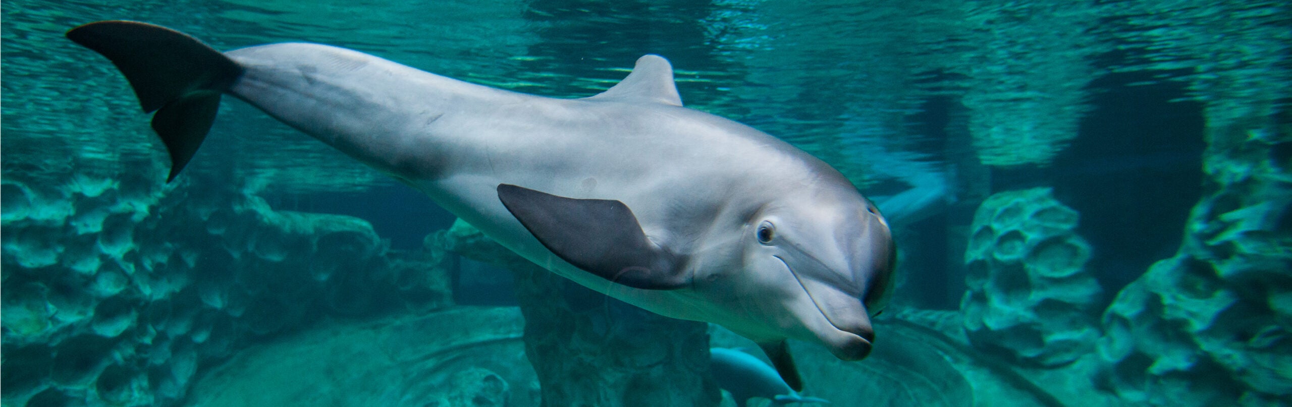 Zoological Operations: Animal Training (Dolphins) Internship