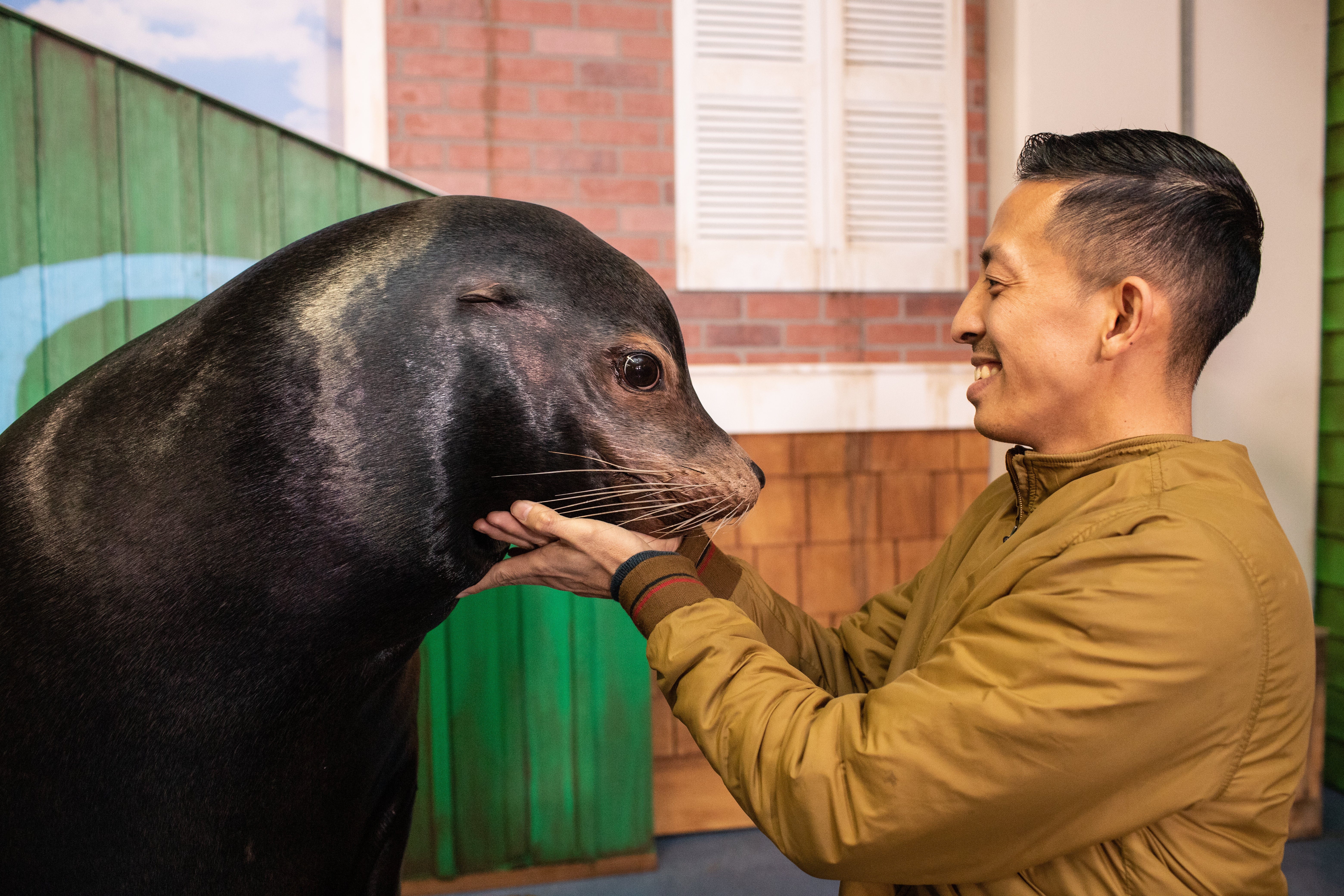 Sea Lion Encounter 6