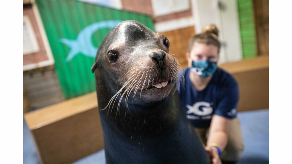 Sea Lion Encounter Aquarium Sea Lion Encounter Buy Today