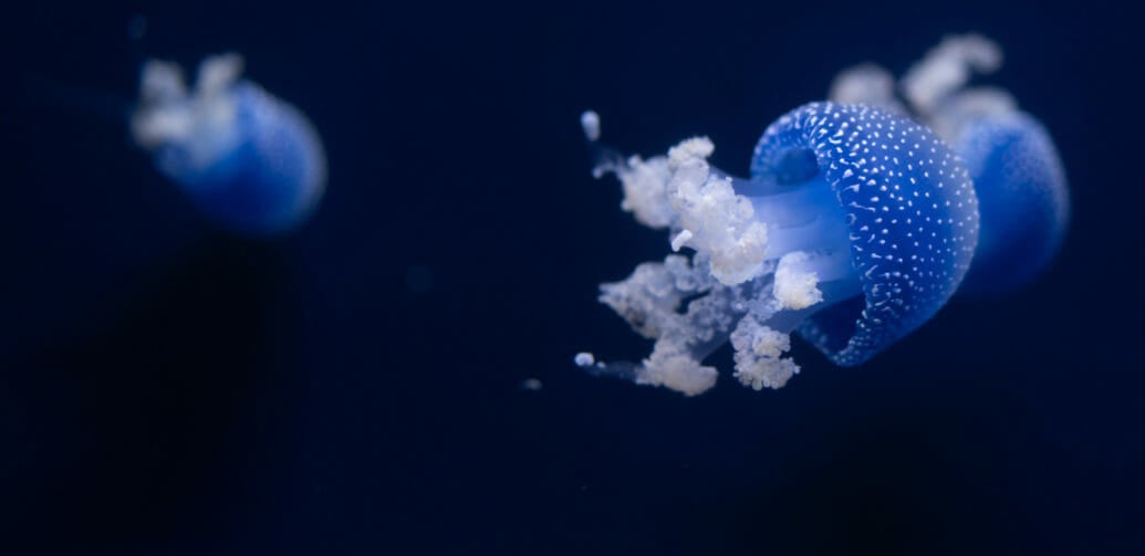 Gift Certificate Price Guide Aquarium