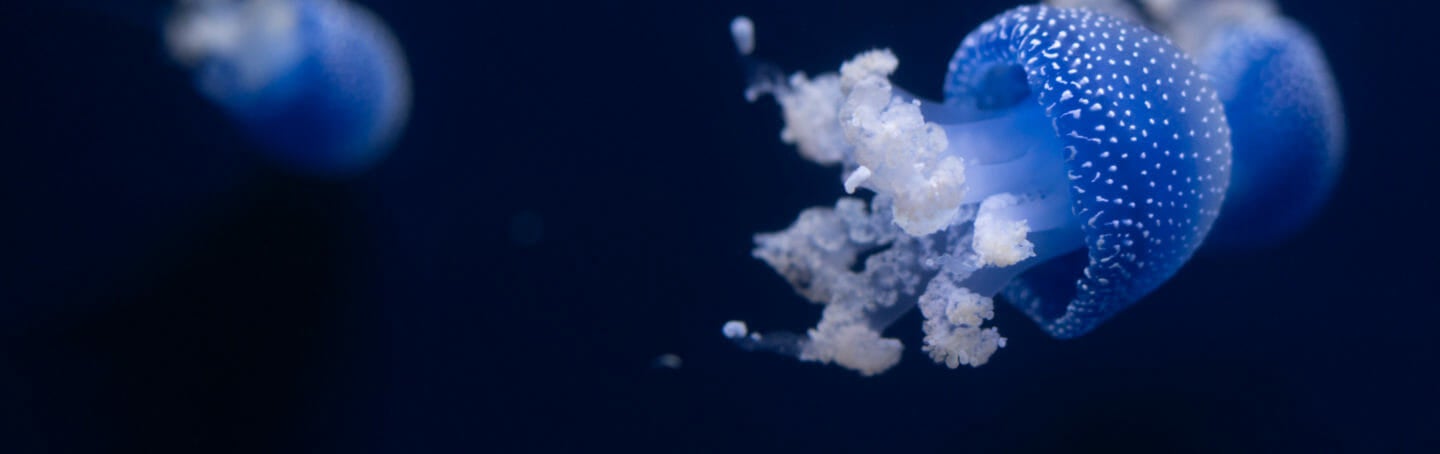 Georgia Aquarium | Located in Downtown Atlanta, Georgia