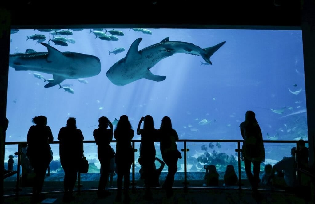 4d theater georgia aquarium 4d theater georgia aquarium