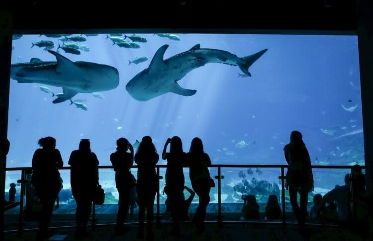 Georgia Aquarium Named Top Aquarium in the US by TripAdvisor
