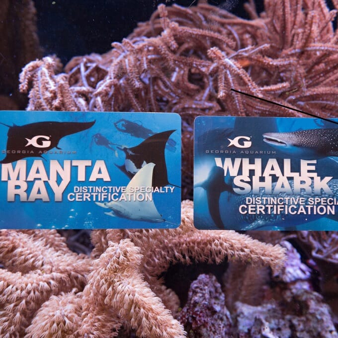 Ocean Voyager Live Webcam Aquarium See Whale Sharks