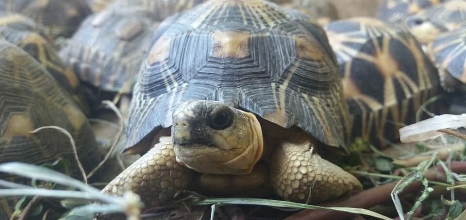 Turtle Survival Alliance Launches Rescue Mission to Nearly 11,000 Critically Endangered Radiated Tortoises Discovered in Massive Poaching Bust