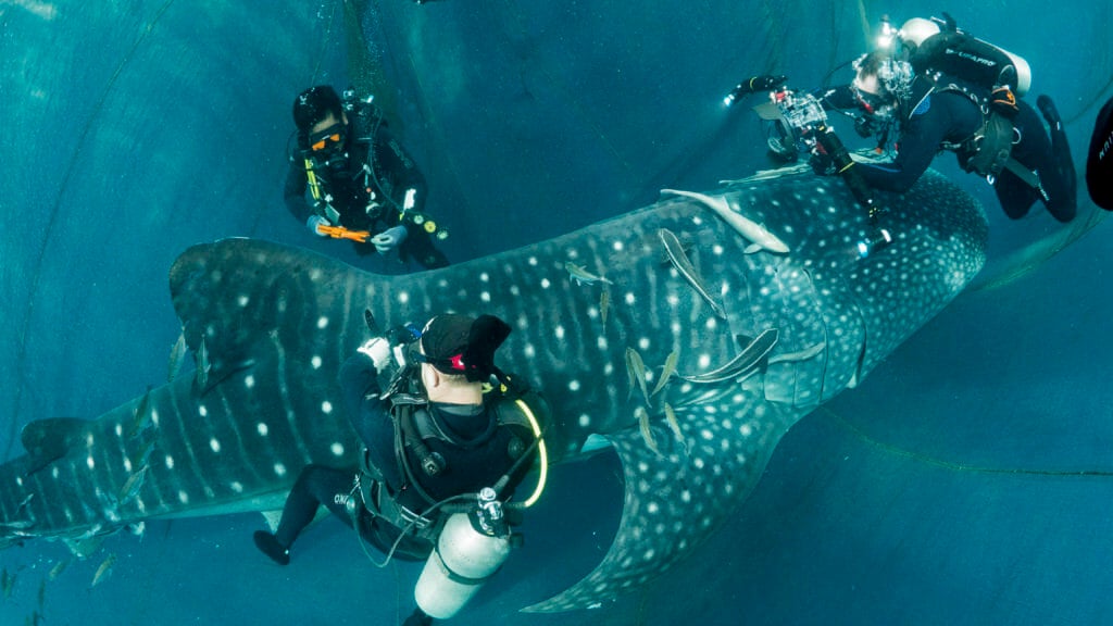 Research and Conservation Newsletters Aquarium