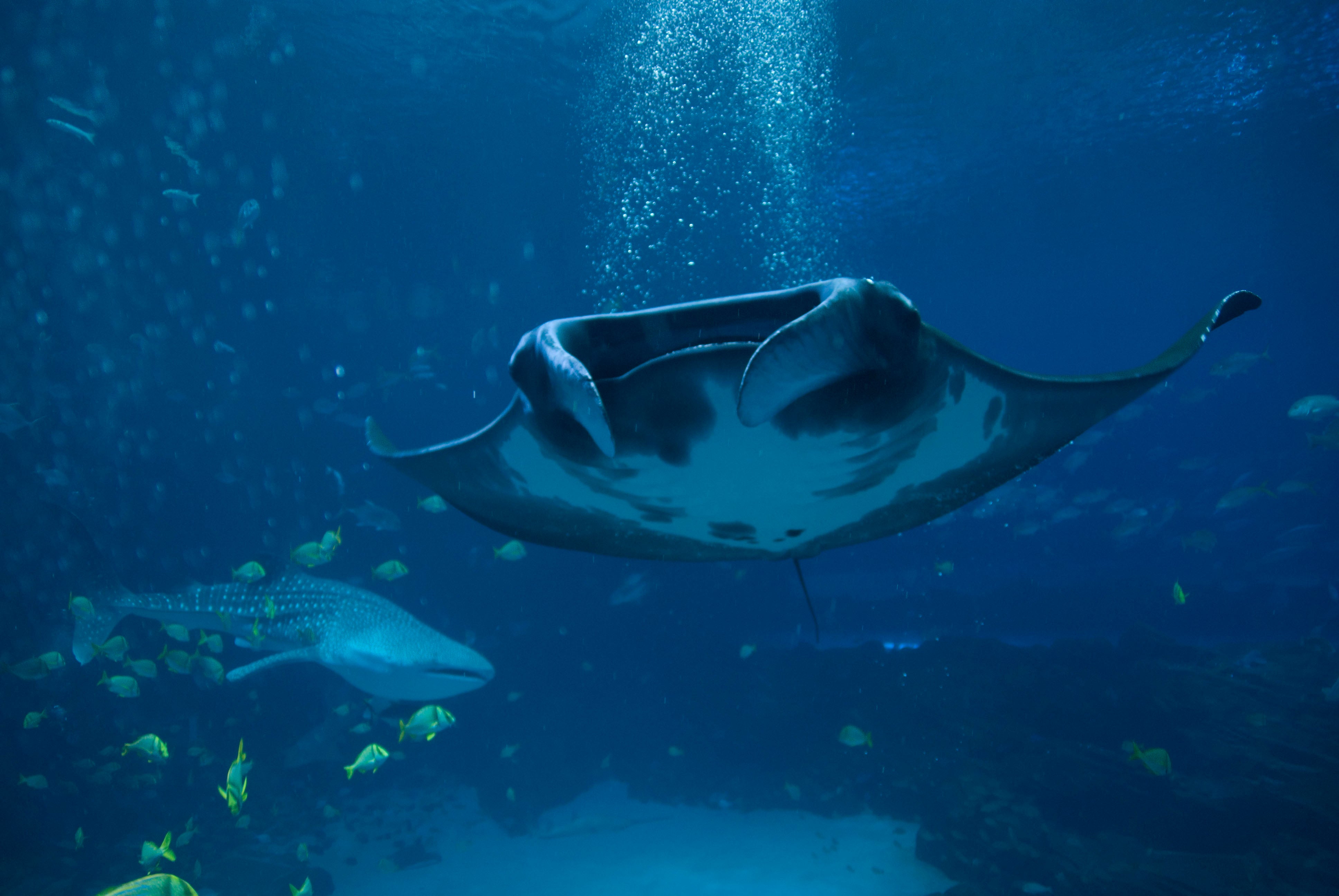 Manta Ray - Georgia Aquarium