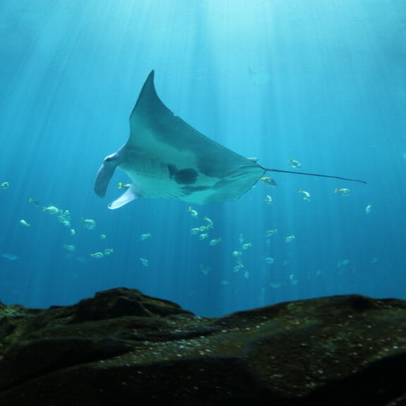 Ocean Voyager Live cam Aquarium See Whale Sharks