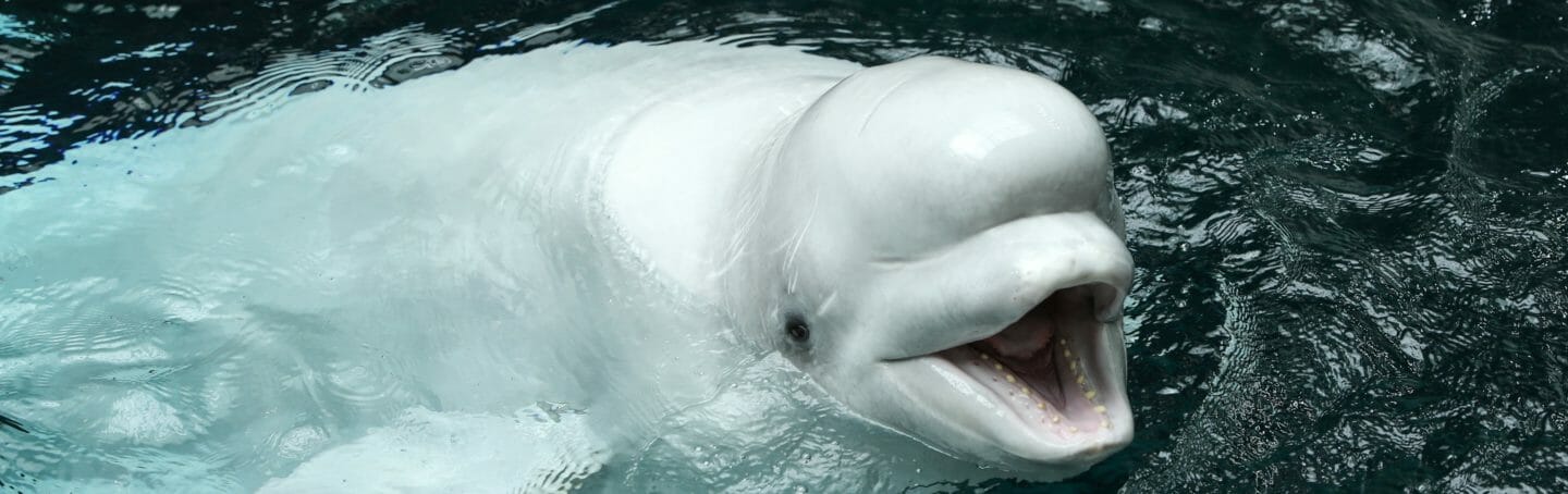Two New Residents and 3,800 Pounds Arrive at Georgia Aquarium