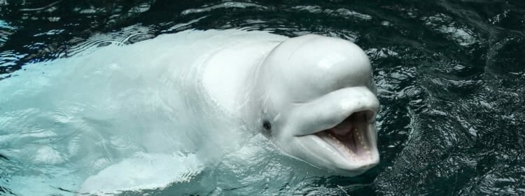 Two New Residents and 3,800 Pounds Arrive at Georgia Aquarium