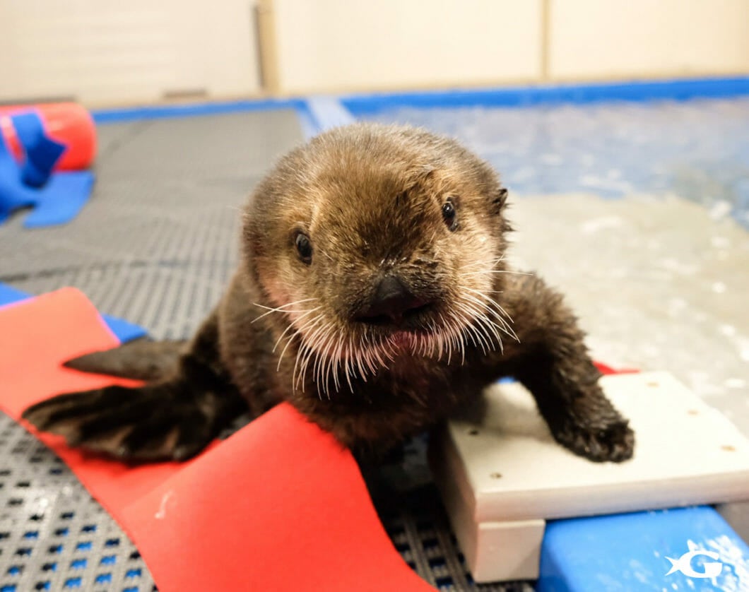 Two rescued sea otter pups arrive at Georgia Aquarium