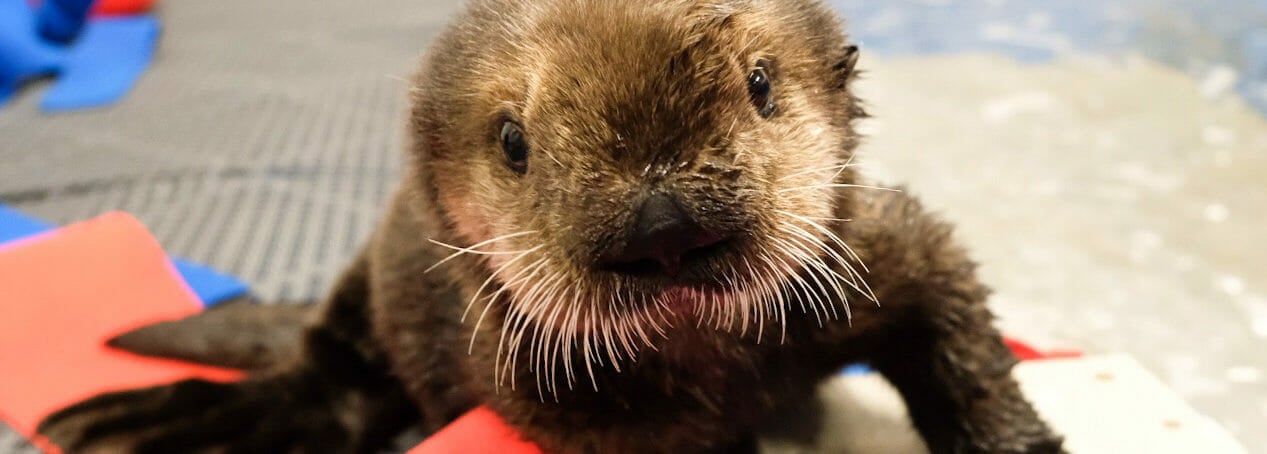 Two rescued sea otter pups arrive at Georgia Aquarium