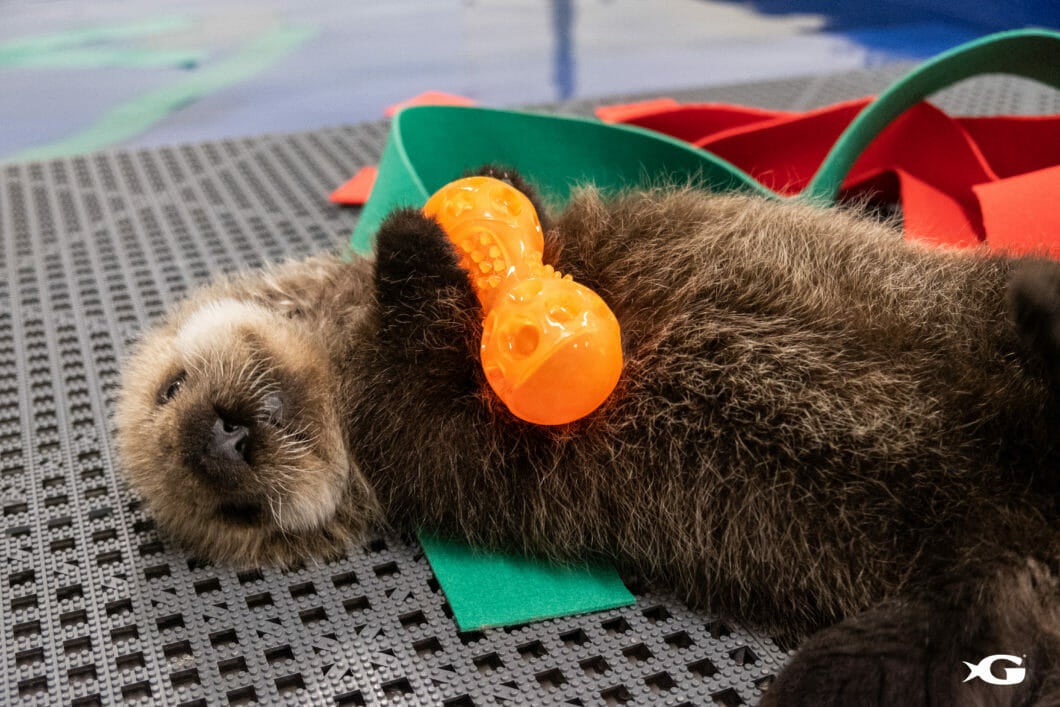 Two rescued sea otter pups arrive at Georgia Aquarium