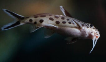 Cuckoo Catfish 1