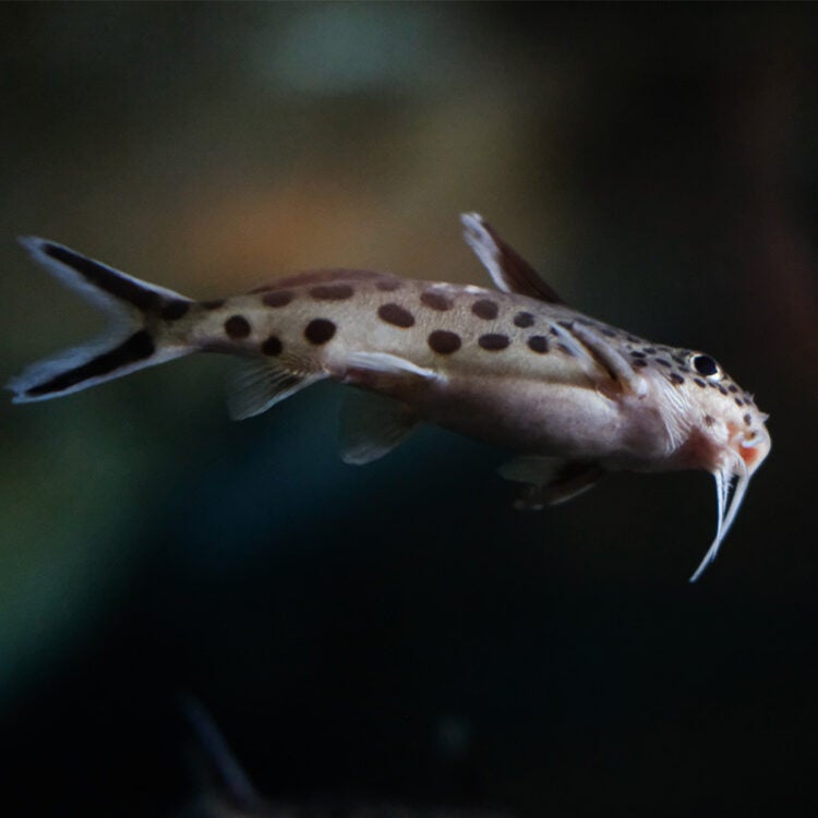 Cuckoo Catfish - Georgia Aquarium