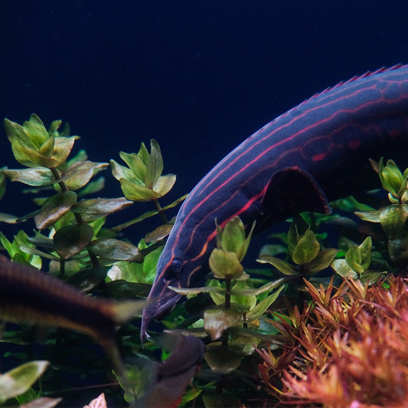Fire Eel - Georgia Aquarium