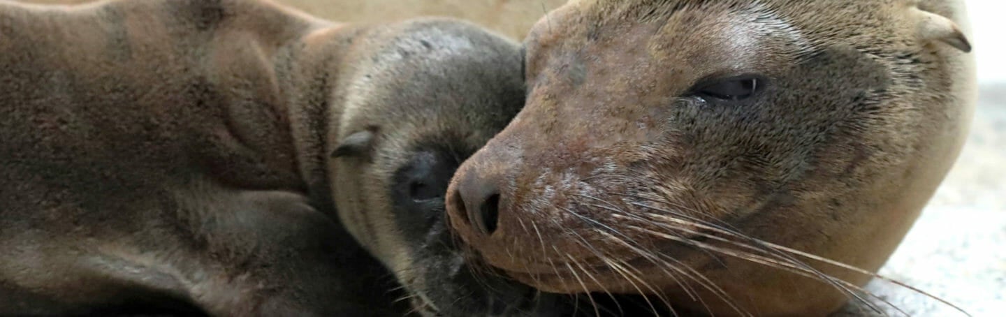 Mother's Day at Georgia Aquarium