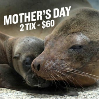 Mother's Day at Georgia Aquarium 1