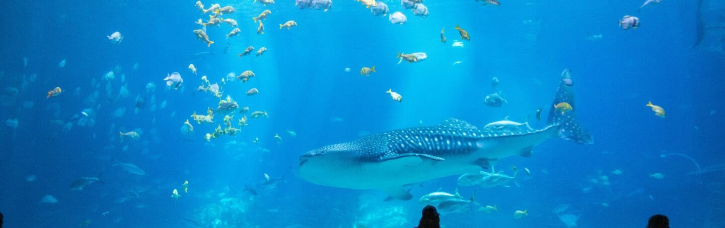 Visit Today | Georgia Aquarium | Located in Downtown Atlanta, Georgia 12