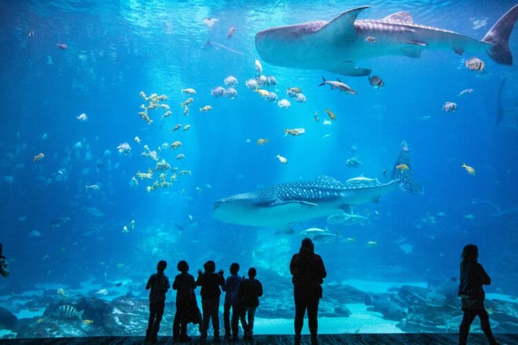 Visit Today | Georgia Aquarium | Located in Downtown Atlanta, Georgia 12