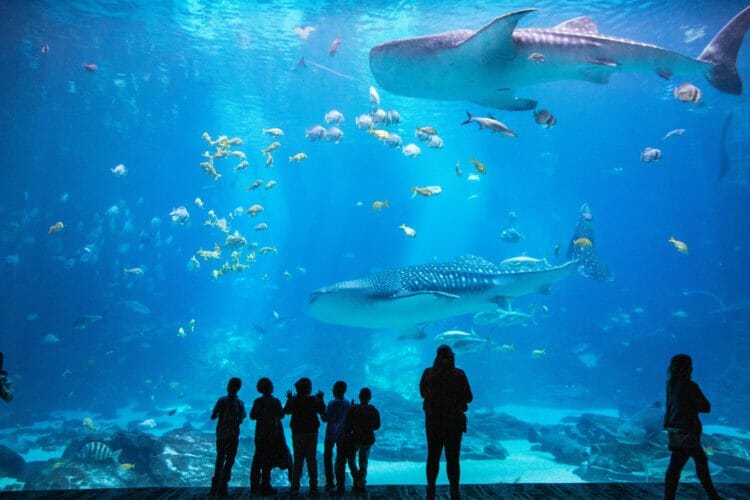 Georgia Aquarium in Atlanta - One of the World's Largest Aquariums – Go  Guides