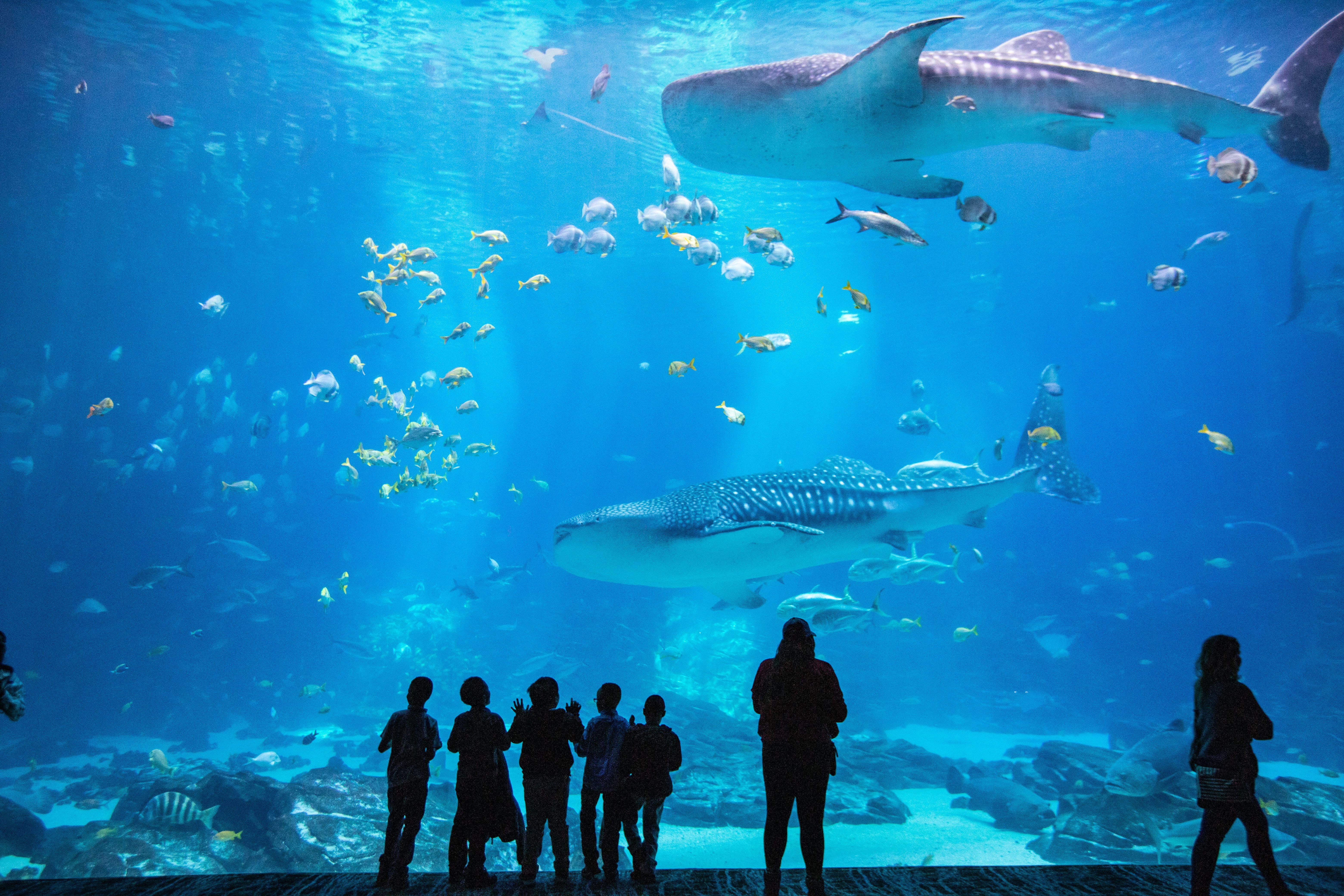 Does Atlanta Aquarium Offer Spectacular Whale Sharks Encounters?