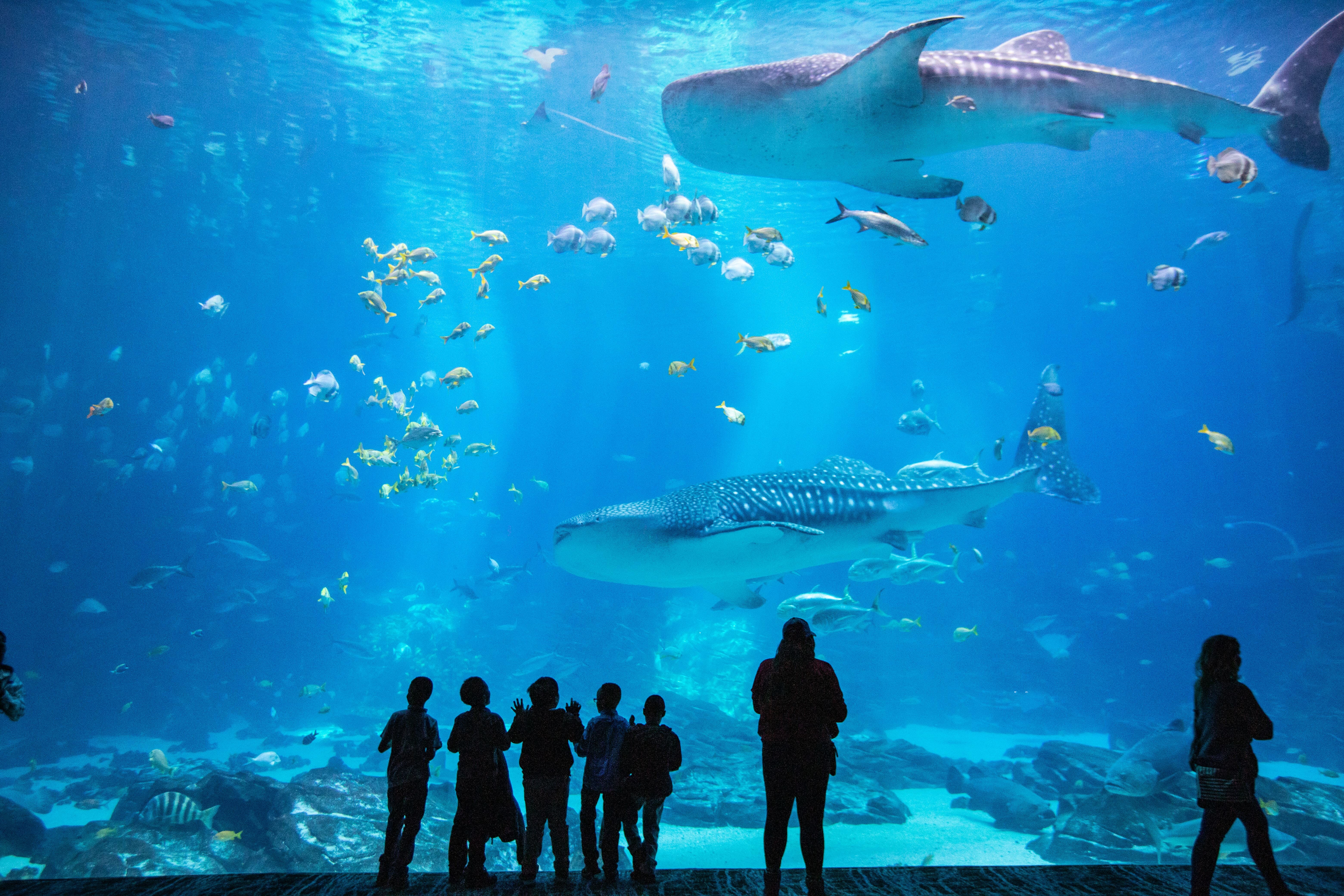 Georgia Aquarium in Downtown Atlanta