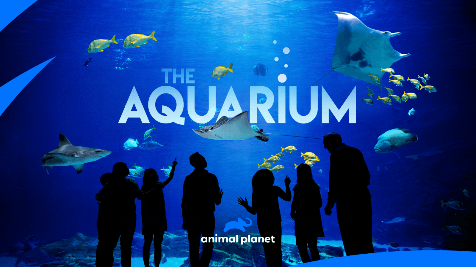 All-New Series "The Aquarium" 1