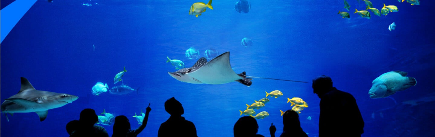 The Aquarium, on Animal Planet - Georgia Aquarium The Aquarium, on Animal Planet - Georgia Aquarium