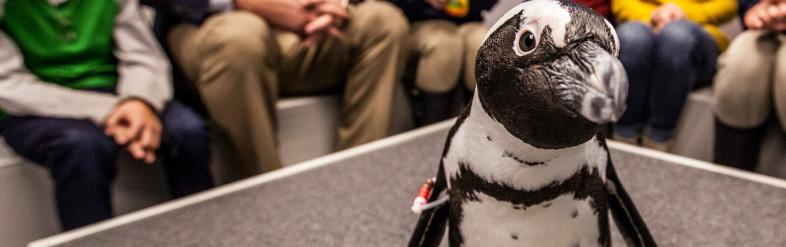 Animal Encounters Aquarium