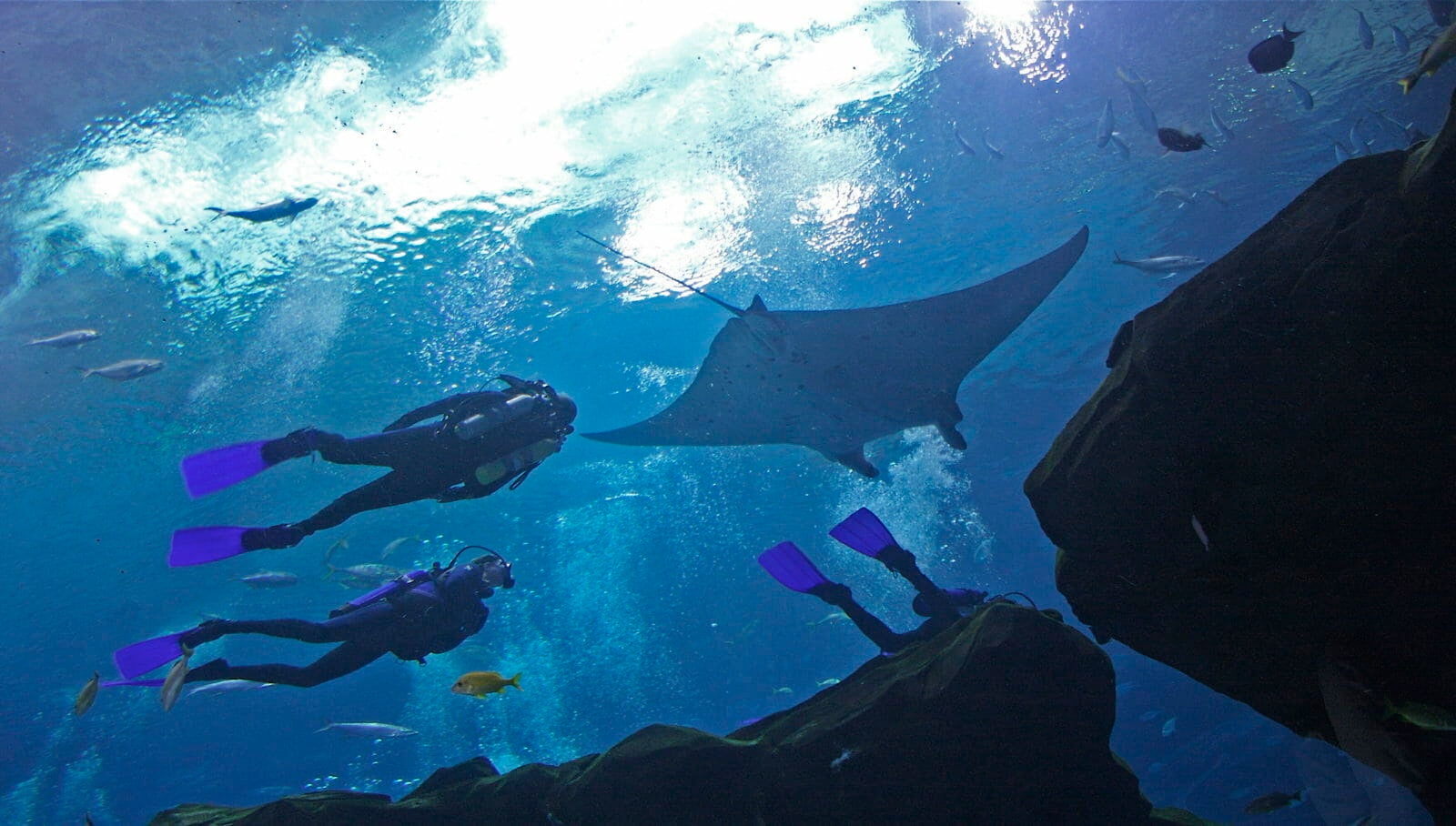 Aquarium Dive Group Tickets Aquarium