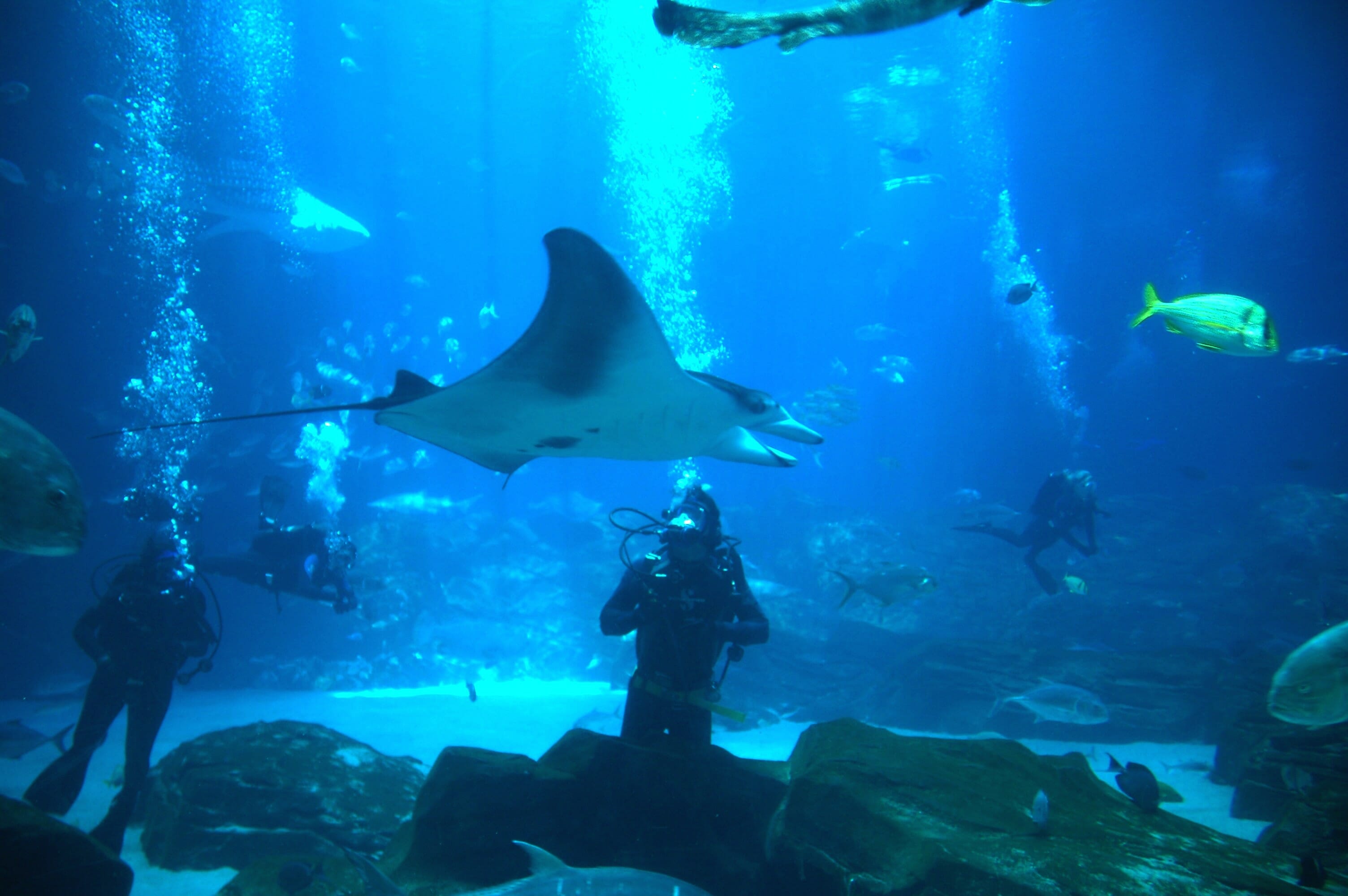 Georgia Aquarium Dive Group Tickets - Dive Groups 3