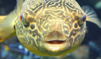 Giant Puffer