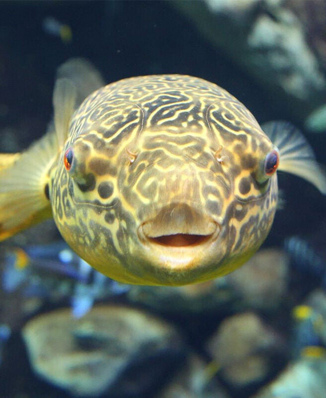 Giant Puffer - Georgia Aquarium