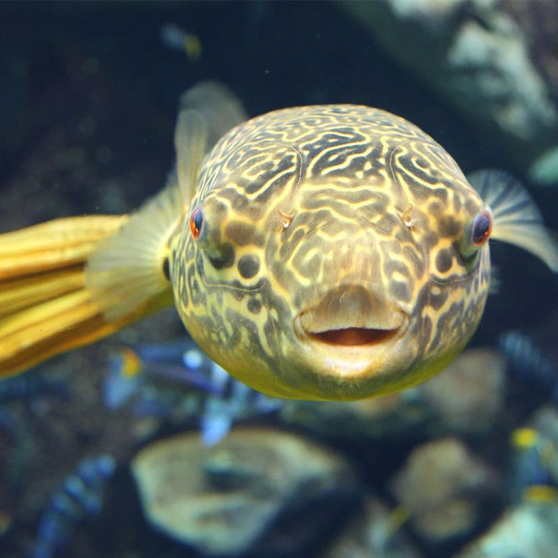 Giant Puffer - Georgia Aquarium Giant Puffer - Georgia Aquarium
