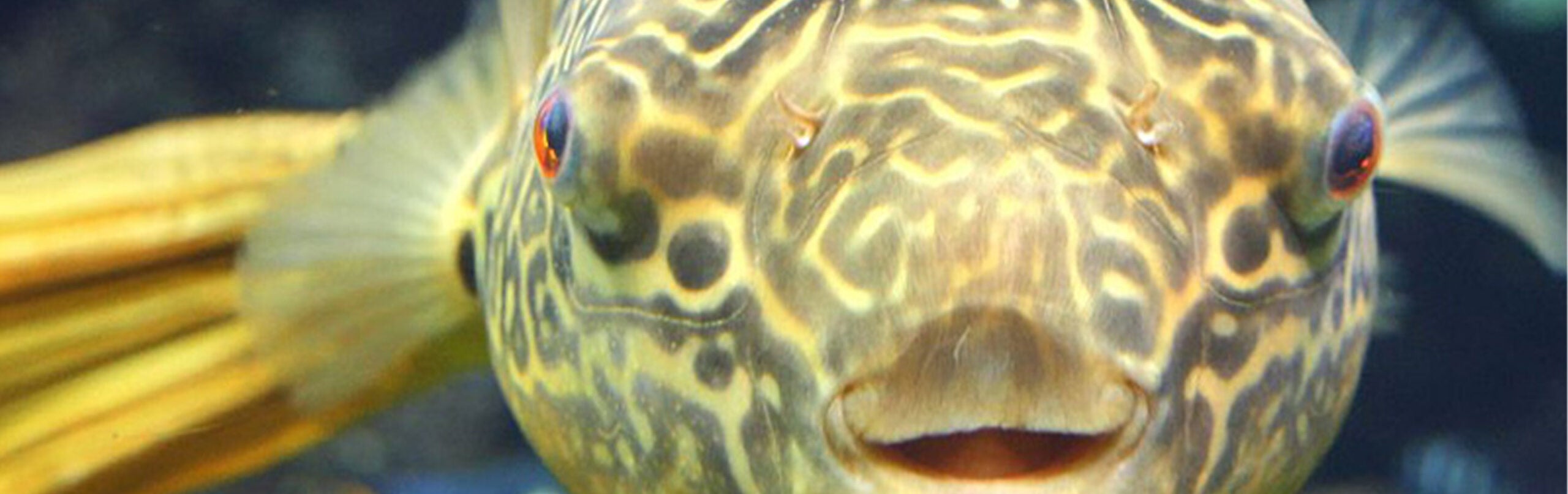 Giant Puffer 1