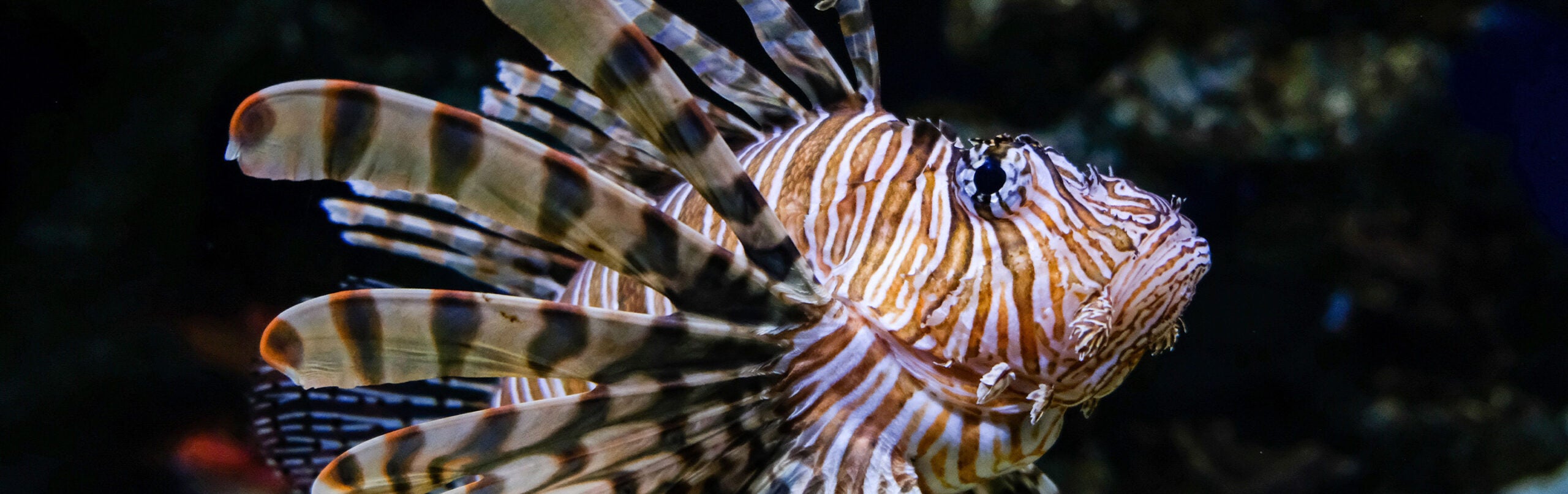 Red Lionfish