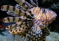 Red Lionfish 1