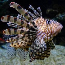 Red Lionfish 1