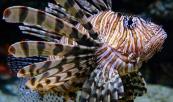 Red Lionfish 1