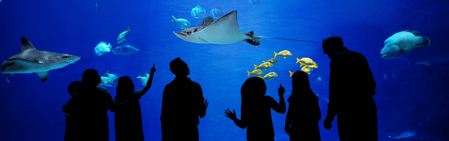 "The Aquarium" 1