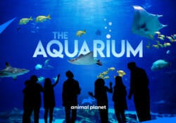 Visit Today | Georgia Aquarium | Located in Downtown Atlanta, Georgia 10