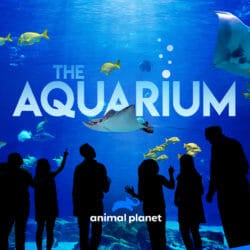 Visit Today | Georgia Aquarium | Located in Downtown Atlanta, Georgia 10